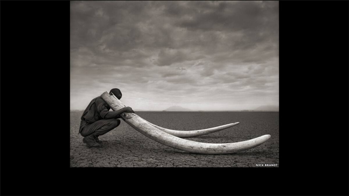 Los impactantes retratos de animales de Brandt se presentan junto a obras que exploran nuevos temas como la presencia humana y repoblación del paisaje con restos de animales. En esta foto, un león y un antílope africano.