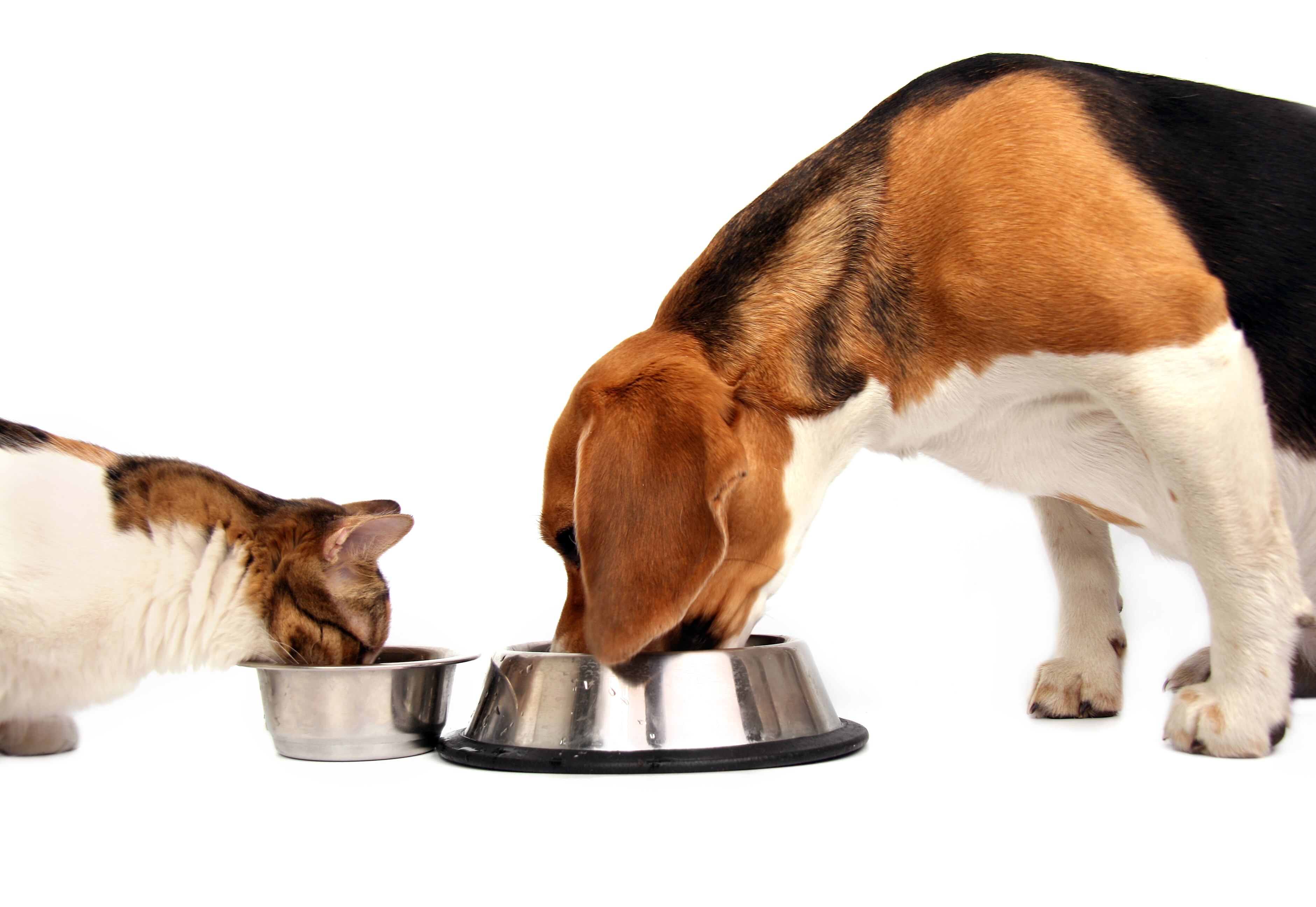 Gato y perro comiendo, imagen de referencia. Foto: Getty Images.