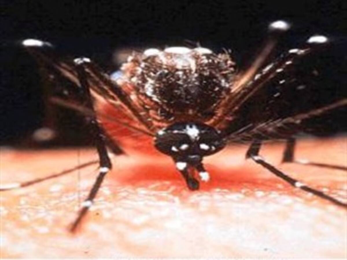 Aumenta alarma por dengue en el Huila