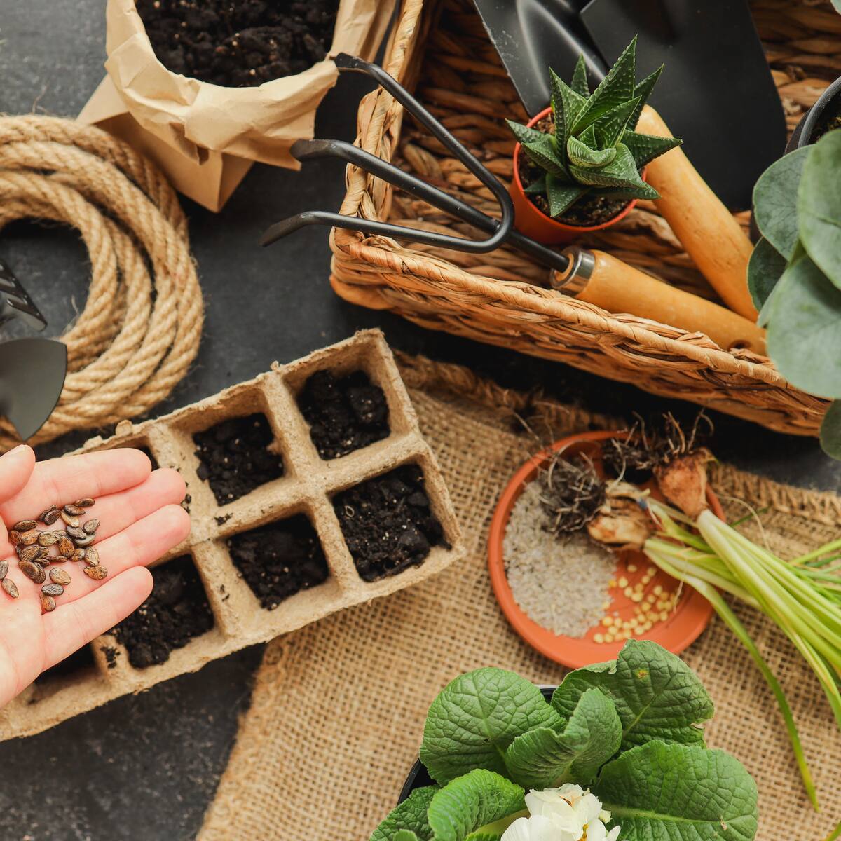 8 frutas y verduras muy fáciles de cultivar en casa: Pasos y cuidados necesarios