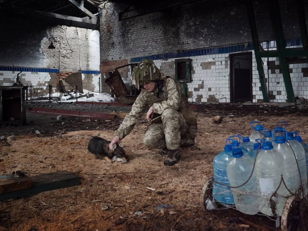 Fotos: Los animales también sufren la invasión de Rusia en Ucrania