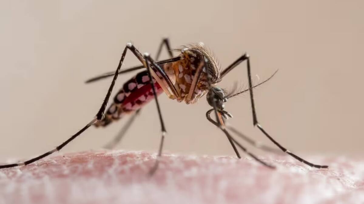 Los casos de dengue vienen en aumento en Pereira y el área metropolitana
