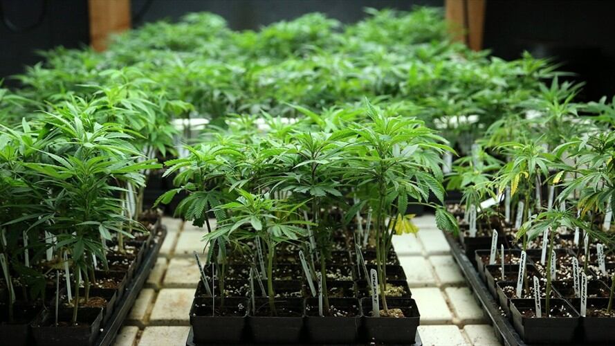 El camino de Duclos al cáñamo no es estrictamente para objetivos recreacionales. Foto: Getty Images