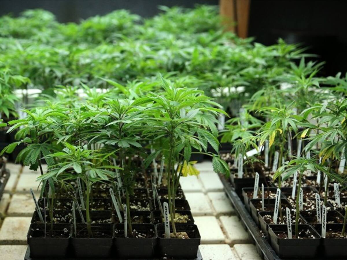 Colombia trabaja en un proyecto para cultivar cáñamo industrial