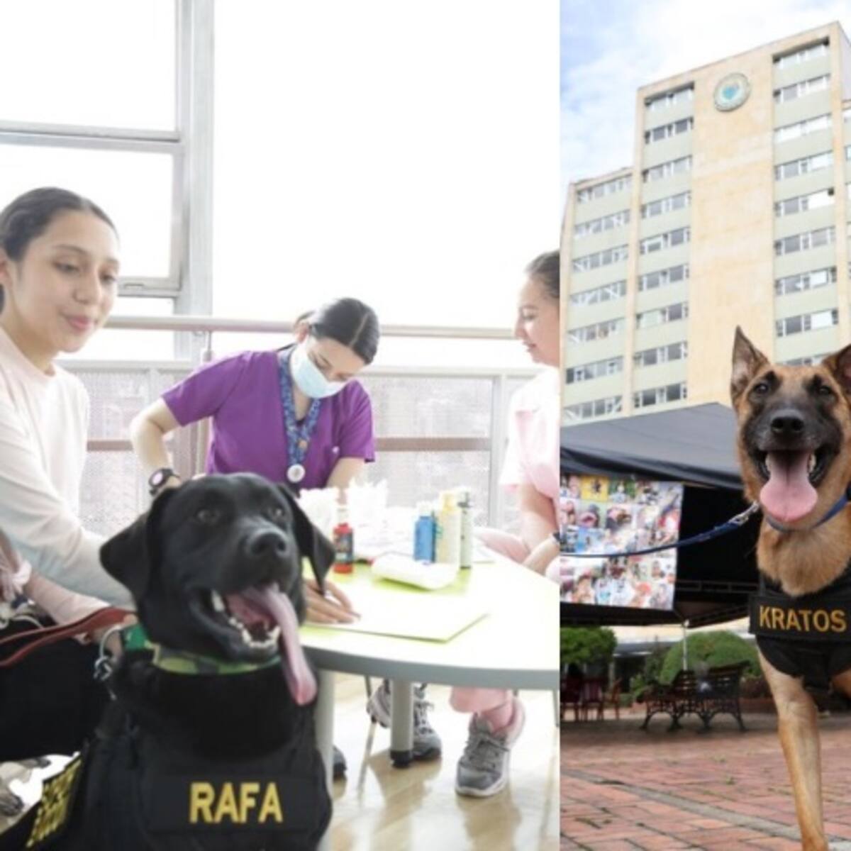 “Fuerza Peluda”: perros entrenados ayudan a sanar a soldados en el Hospital Militar Central