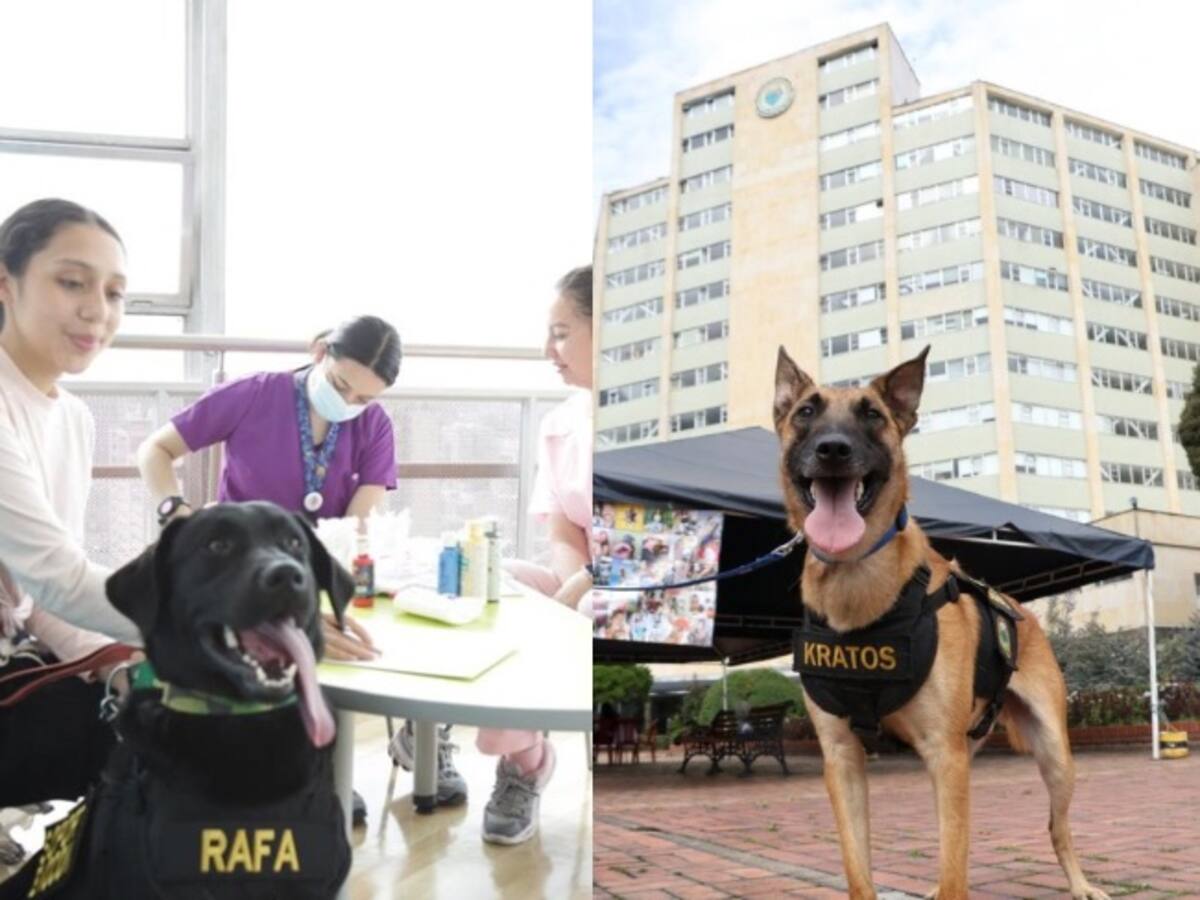 “Fuerza Peluda”: perros entrenados ayudan a sanar a soldados en el Hospital Militar Central