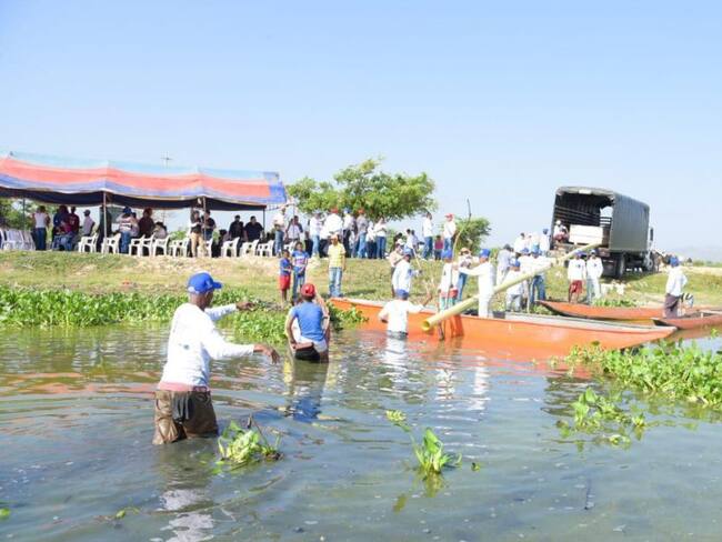 Con siembra de 10 millones de alevinos 'salvan' matrimonios en el Atlántico