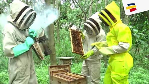 En el Huila hay alrededor de 522 apicultores y una producción de 30 toneladas. Foto Relacionada.
