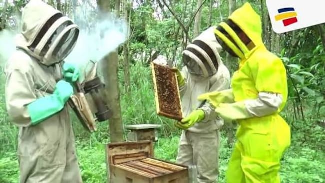 En el Huila hay alrededor de 522 apicultores y una producción de 30 toneladas. Foto Relacionada.