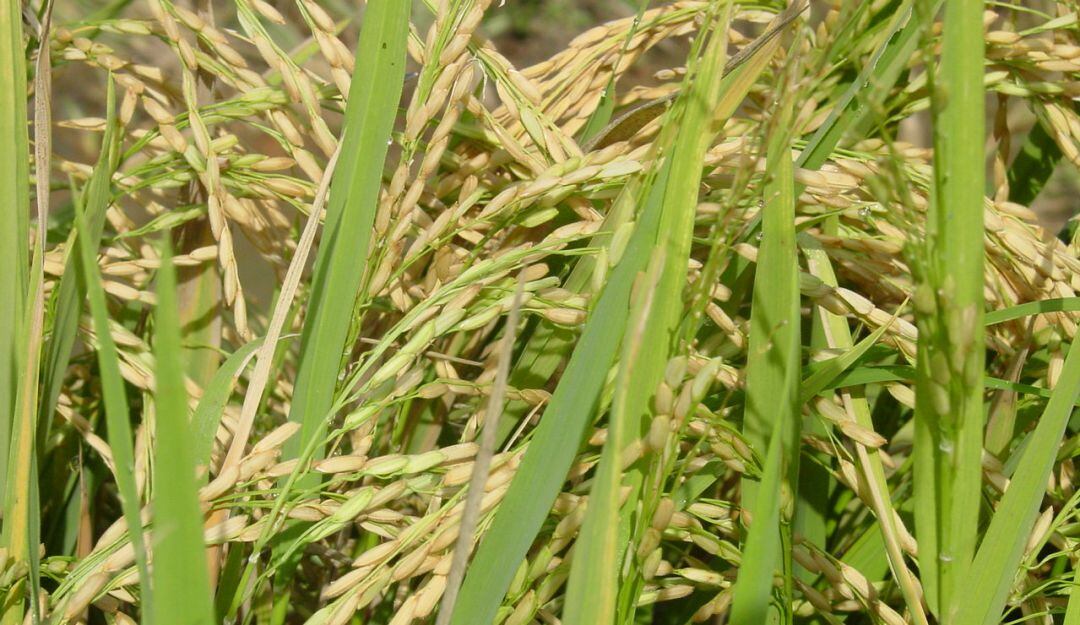 Cultivo de arroz