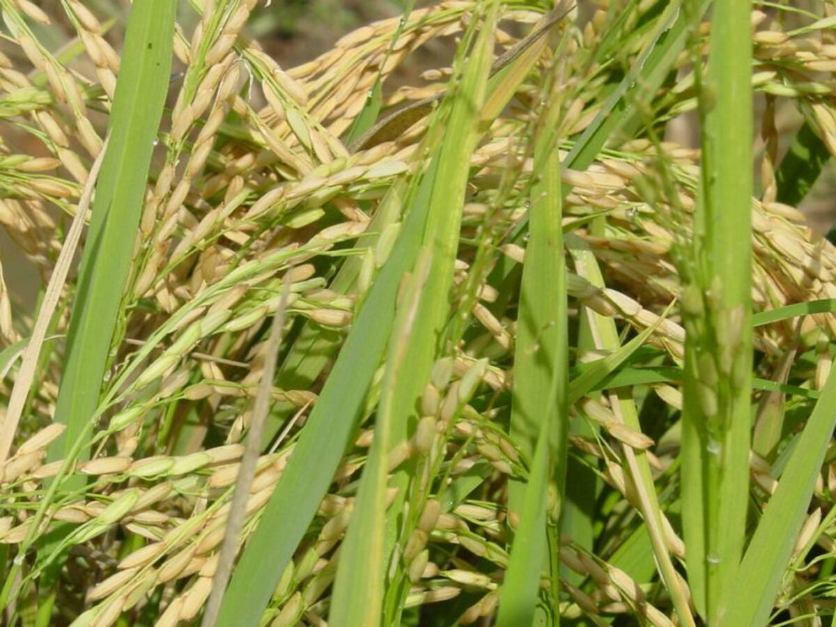 ¿Por qué subieron los precios del arroz?