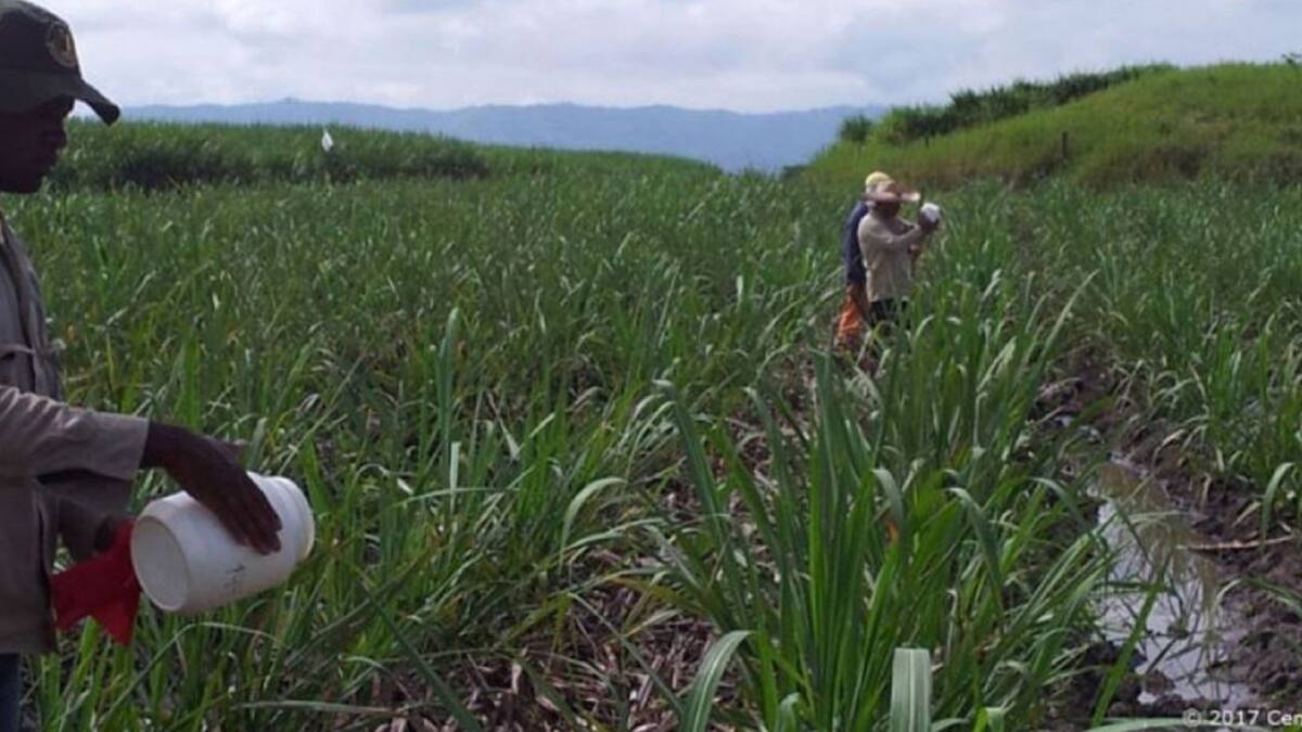 Asocaña rechaza que sea cómplice en hechos violentos al oriente de Cali