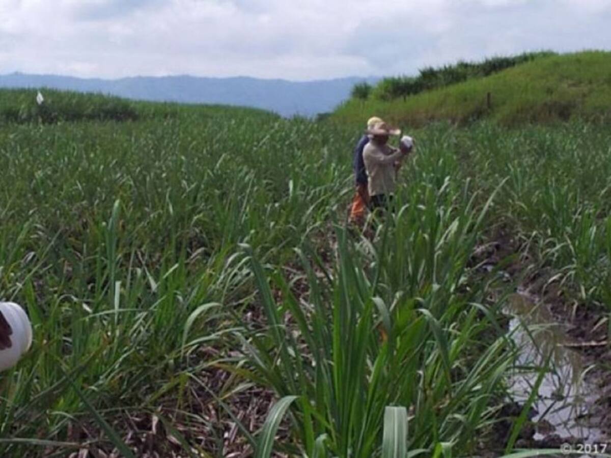 Asocaña rechaza que sea cómplice en hechos violentos al oriente de Cali