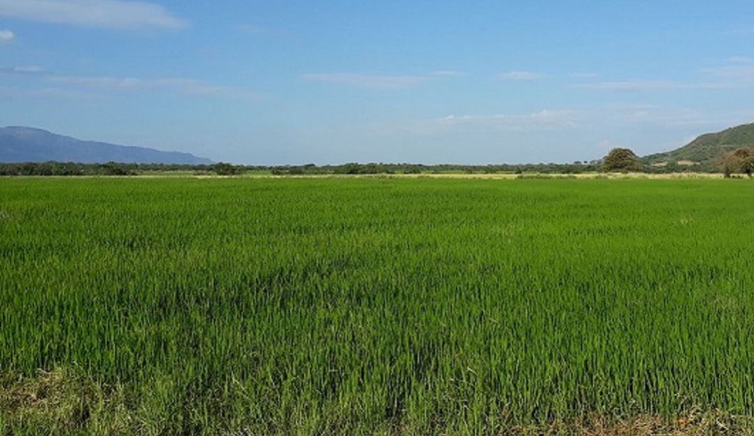 Cultivos de arroz en la meseta de Ibagué 