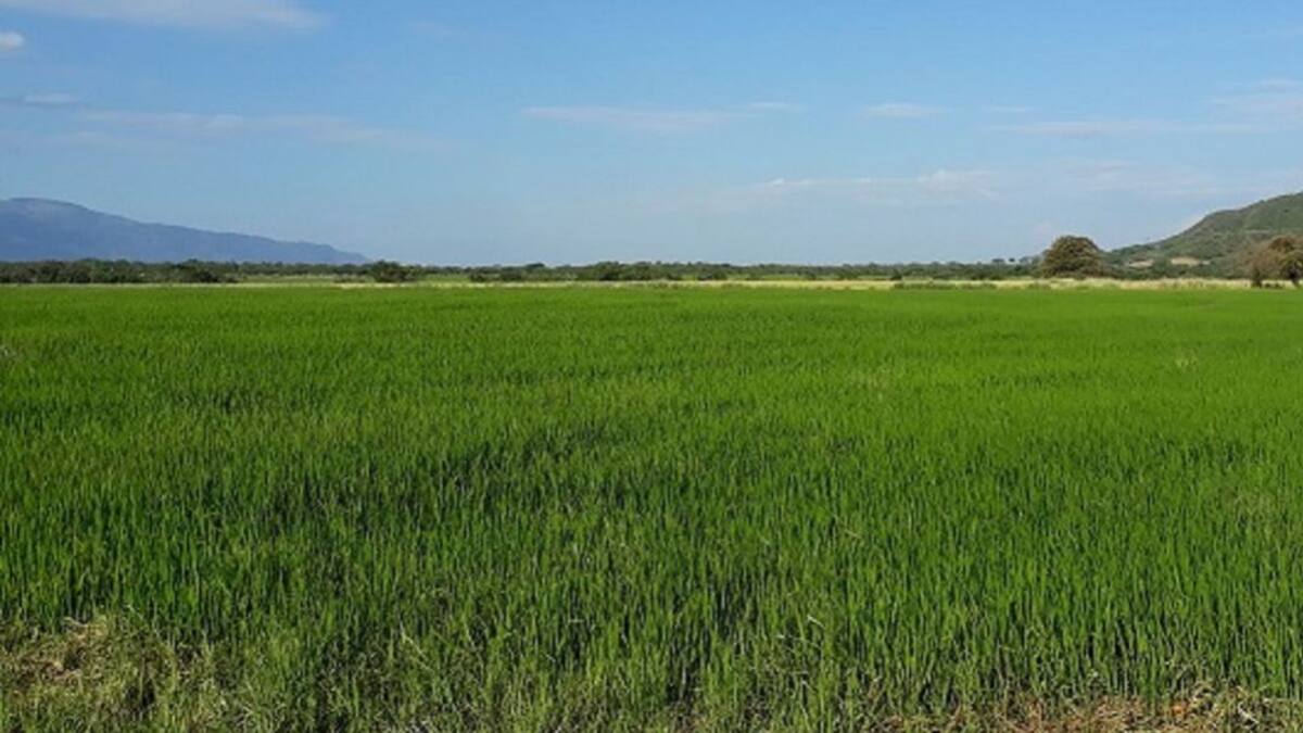 Arroz Premium de la meseta de Ibagué llega a los Estados Unidos