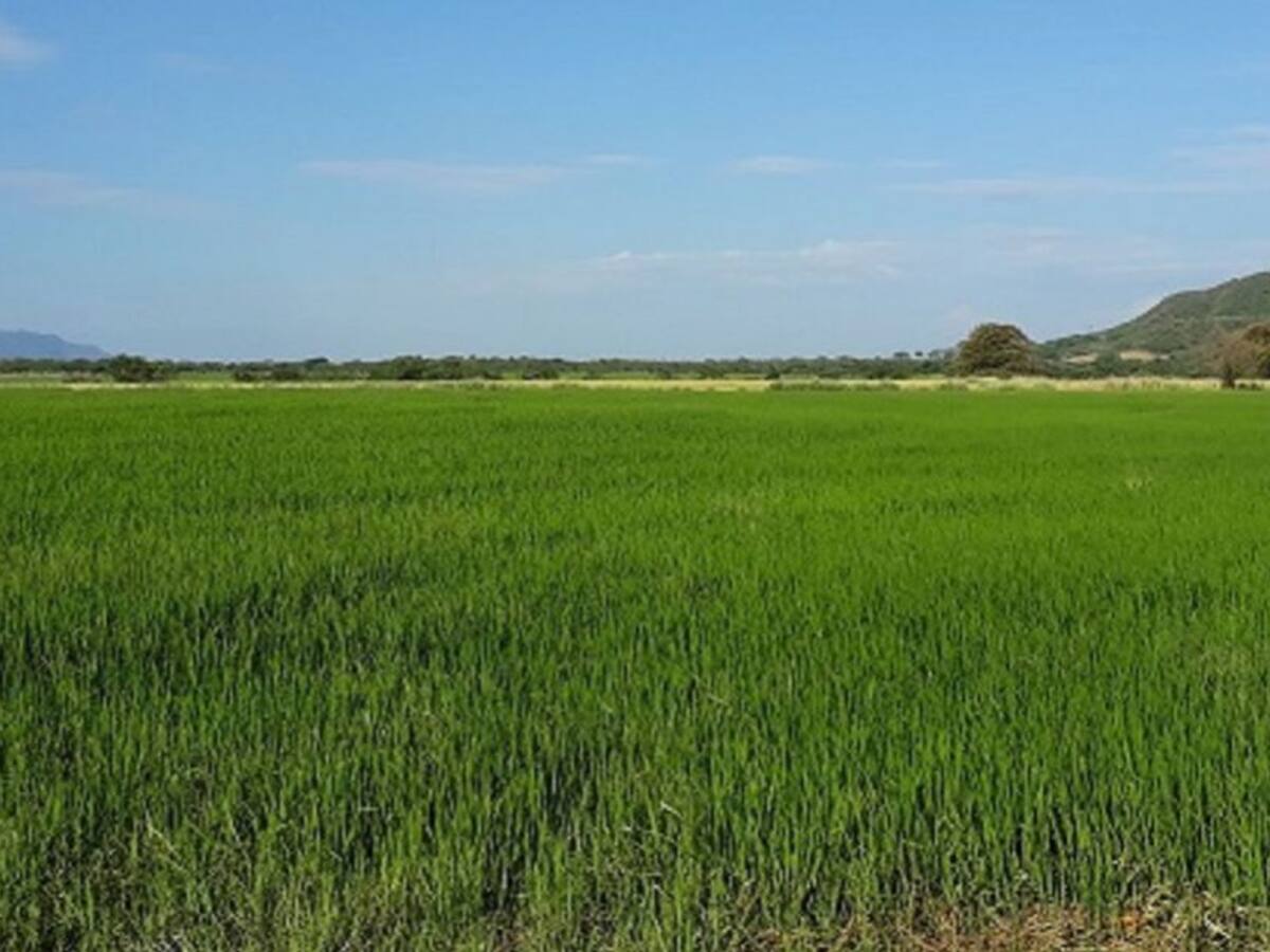 Arroz Premium de la meseta de Ibagué llega a los Estados Unidos