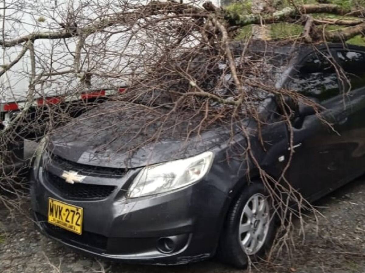 Caída de árboles en Piedecuesta por lluvias