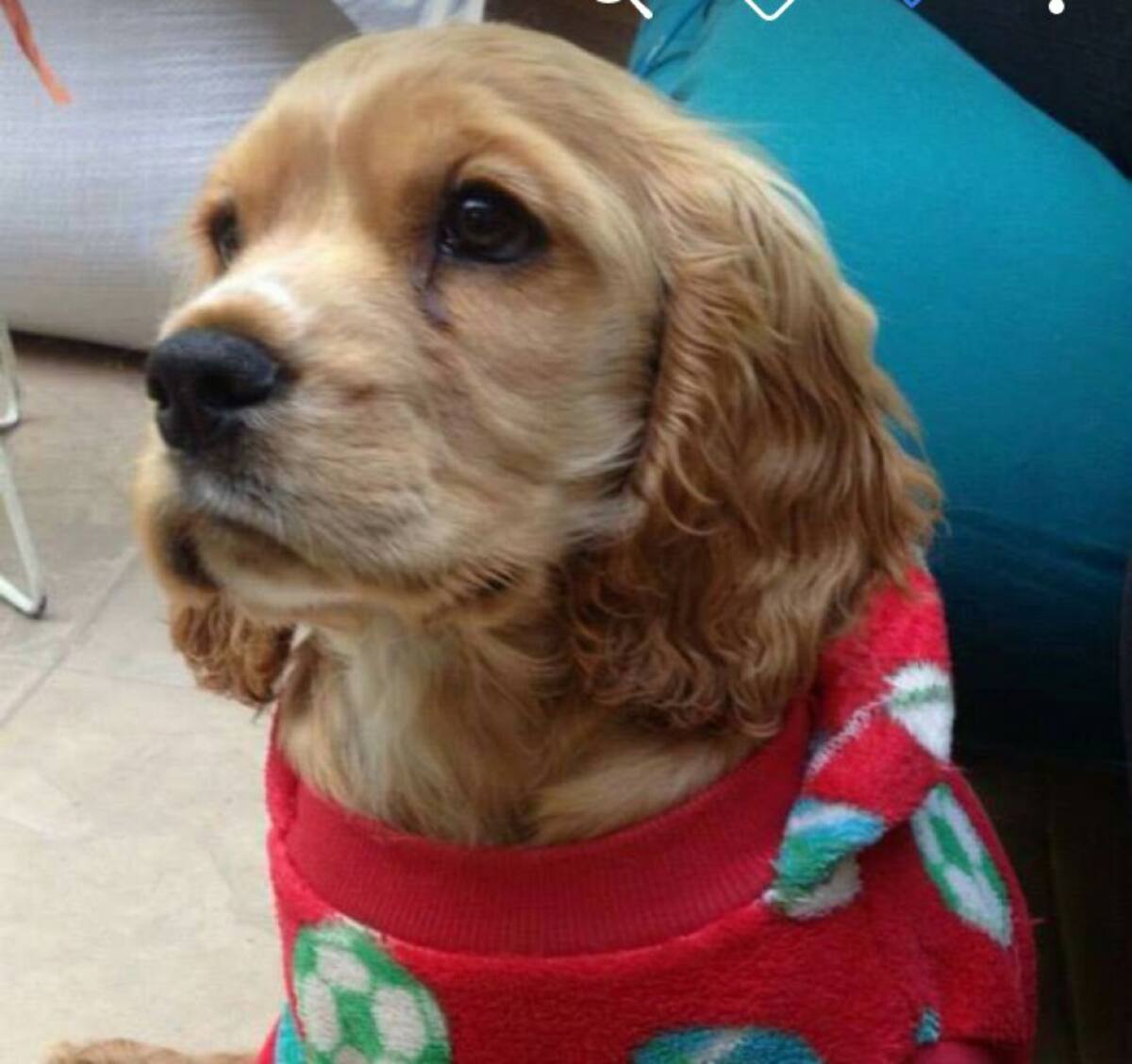 Jenny Espinosa nos mandó la mirada de su perro Rocko