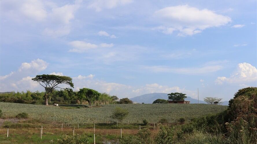 El Gobierno advirtió que ni en Tumaco ni en ningún otro lugar del país se comprará tierra. Foto: Colprensa