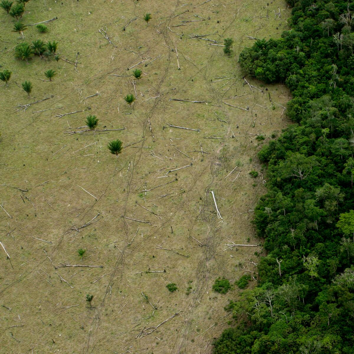 Deforestación en Amazonía brasileña cayó en los últimos seis meses