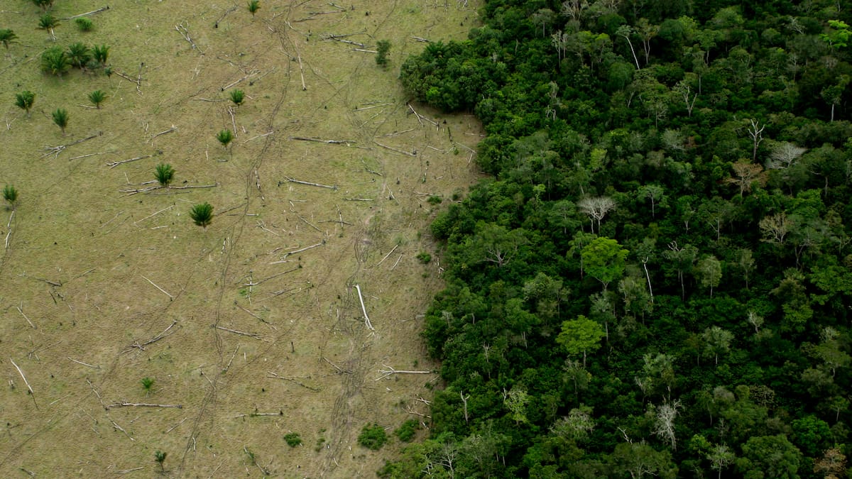 El PIB estará en riesgo si sigue creciendo la deforestación en Colombia