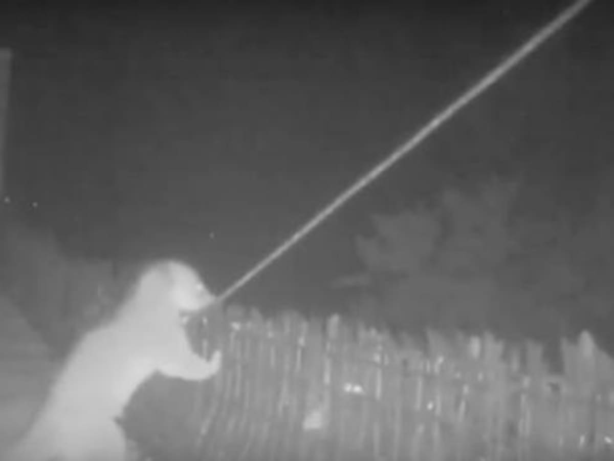 Un olinguito primera especie en cruzar pasos elevados para fauna silvestre construidos en El Escobero