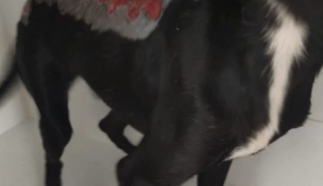 El animal de raza criolla presenta heridas de tercer grado.