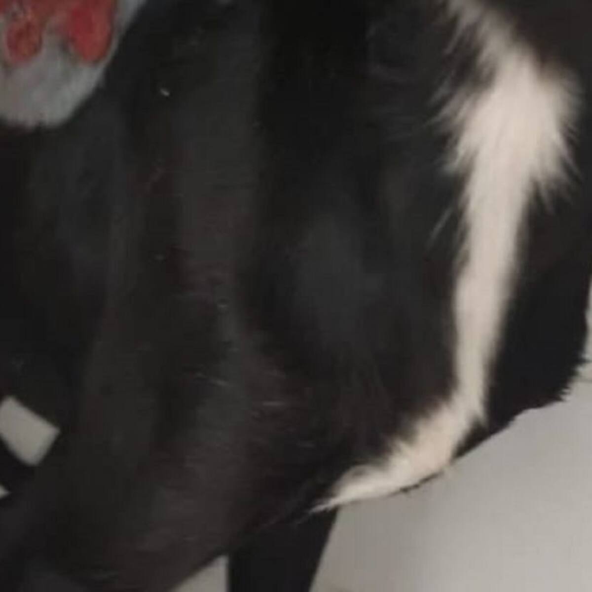 Repudio en el Huila por ataque con agua caliente a un perro