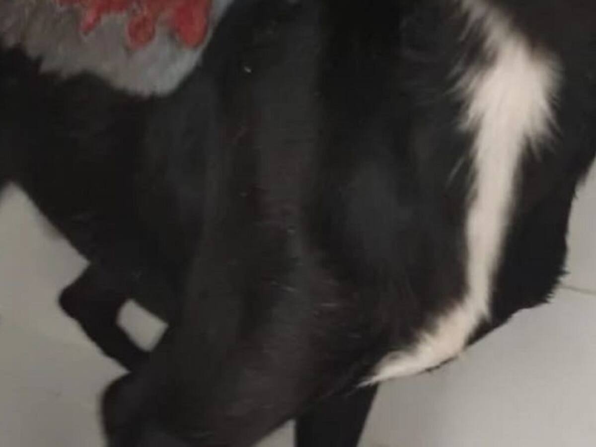 Repudio en el Huila por ataque con agua caliente a un perro