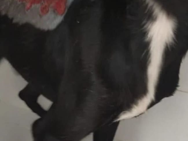 El animal de raza criolla presenta heridas de tercer grado.