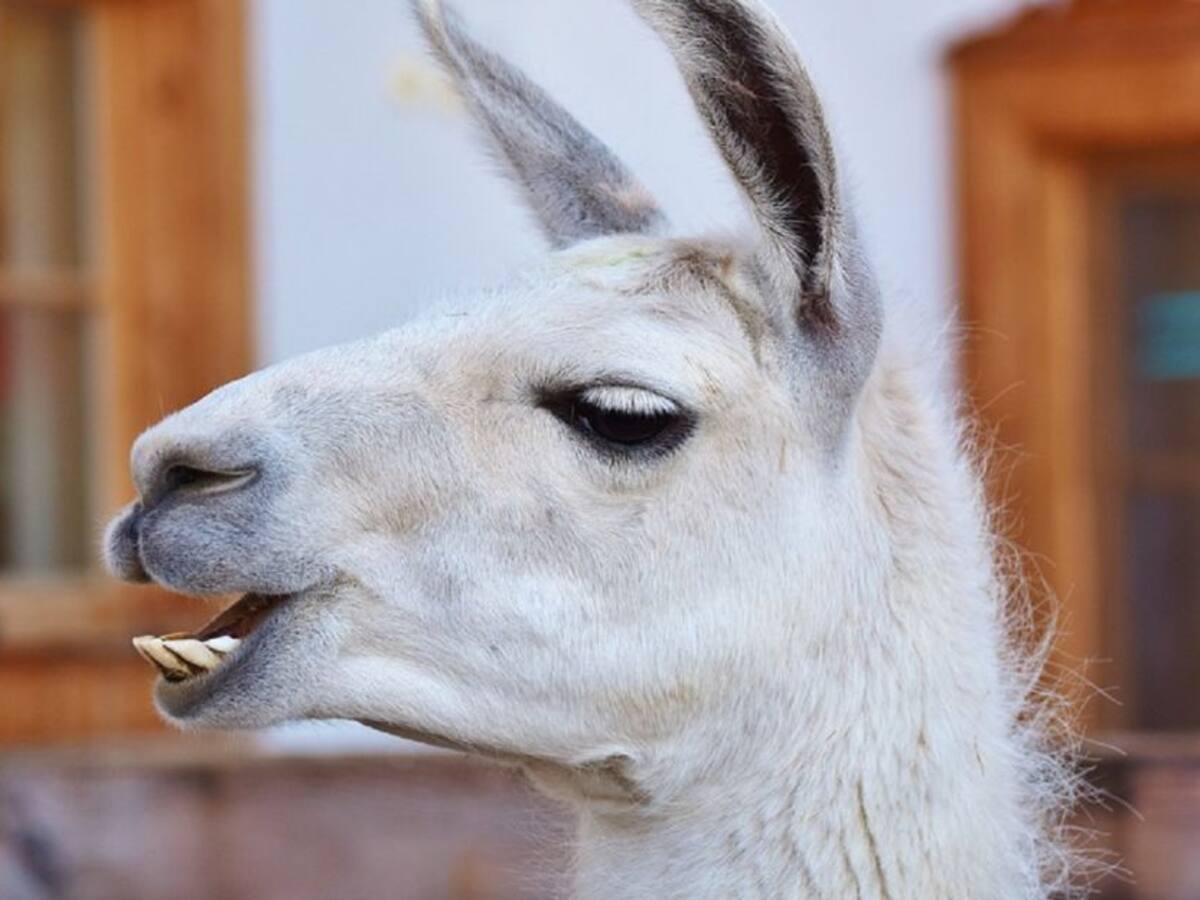 Rescatan cinco llamas en el centro de Bogotá