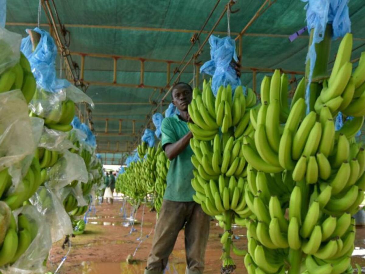 Compra del banano a menor precio afectaría a 600 productores de Magdalena