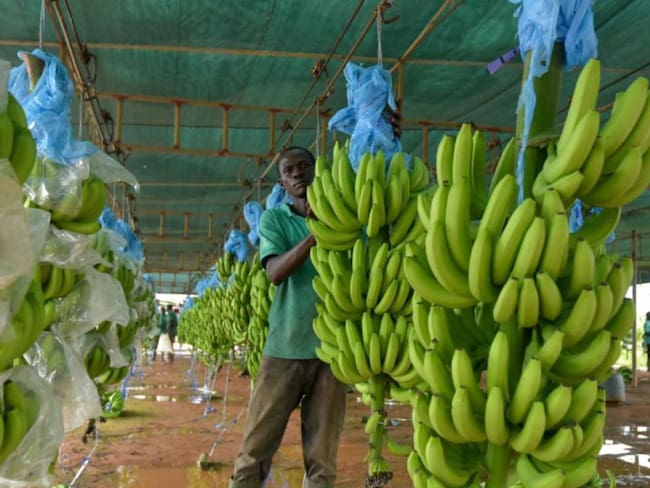 Compra del banano a menor precio afectaría a 600 productores de Magdalena