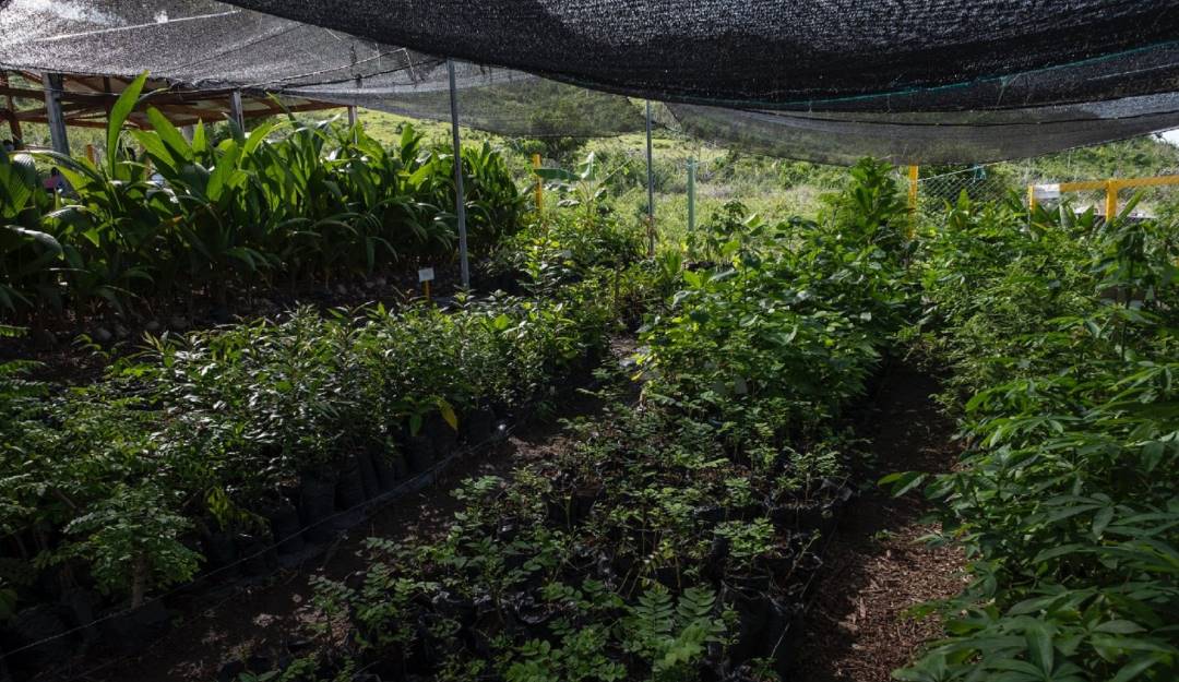 Protección de reservas naturales por programa PSA. Foto: Cortesía MinAmbiente.