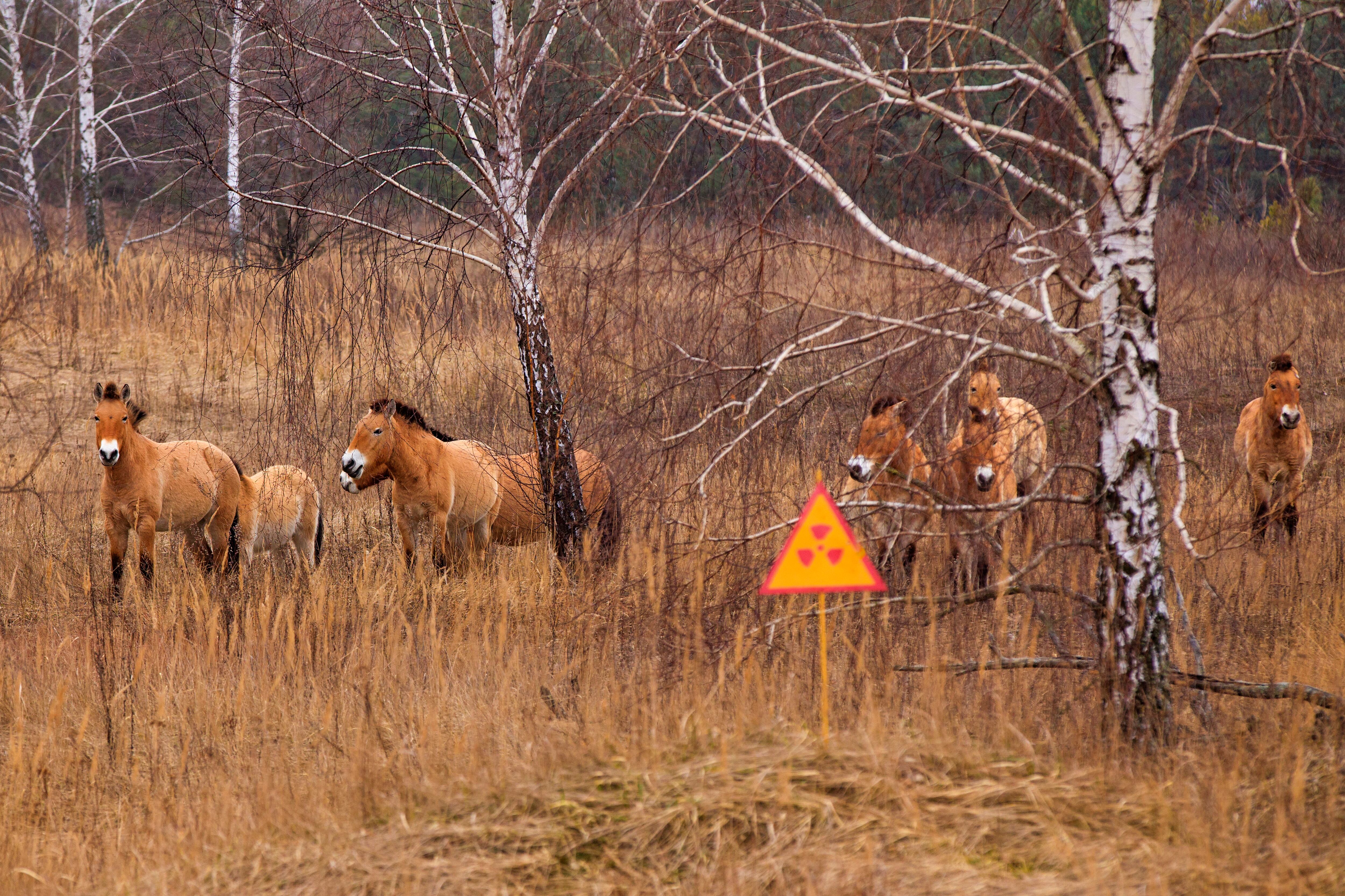 Caballo Przewalski's  en la zona de exclusión de Chernóbil. Foto. Getty Images.