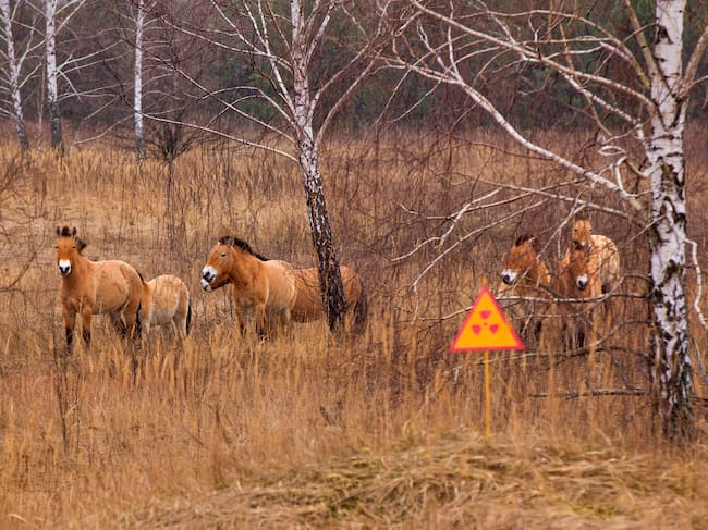 Caballo Przewalski's en la zona de exclusión de Chernóbil. Foto. Getty Images.
