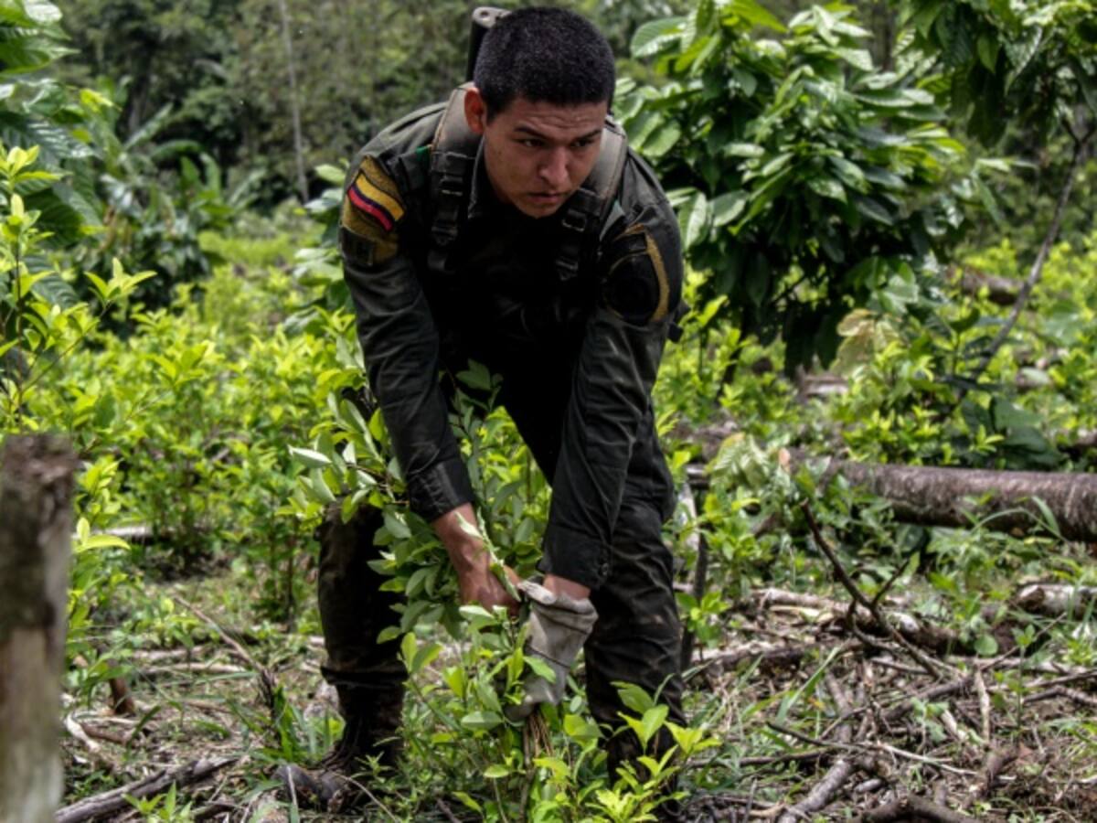 Se enfrentan comunidad y militares que adelantan operativos de erradicación de cultivos ilícitos