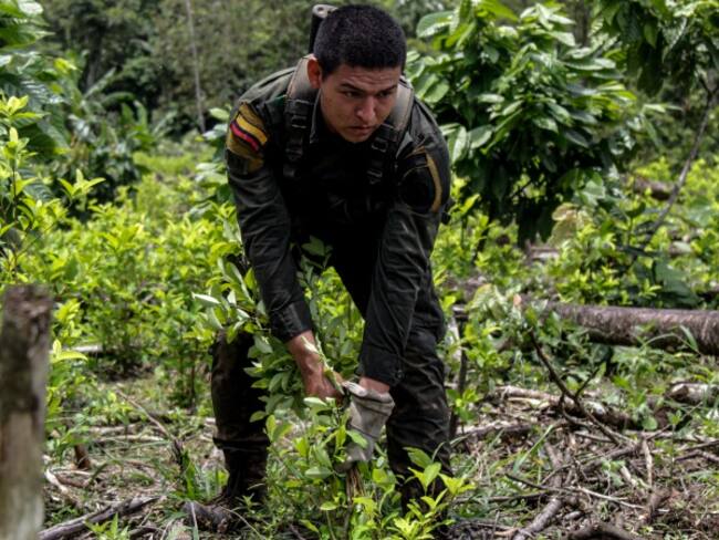 Se enfrentan comunidad y militares que adelantan operativos de erradicación de cultivos ilícitos