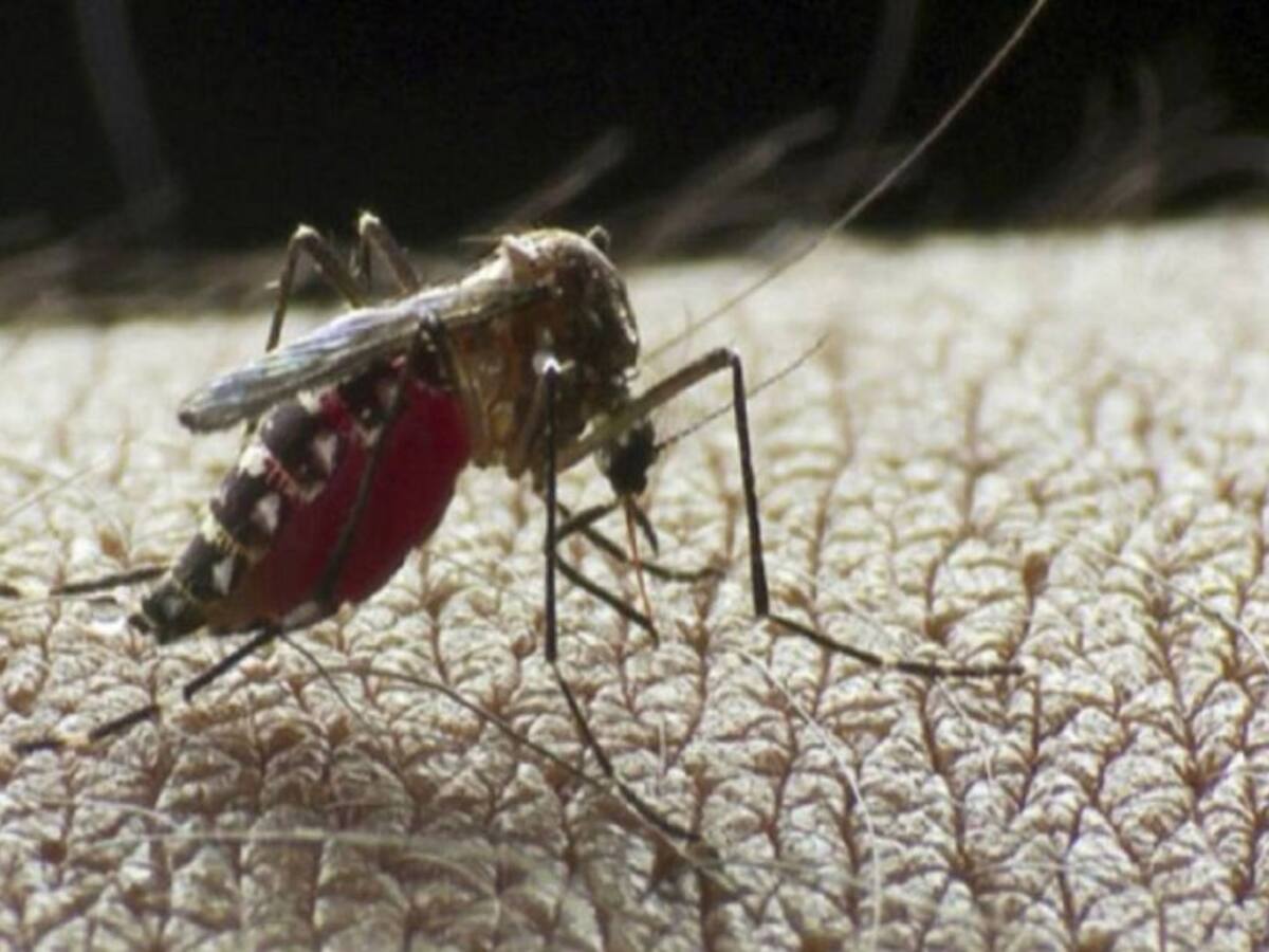 Más de 1.300 casos de dengue se han registrado en Barranquilla este año