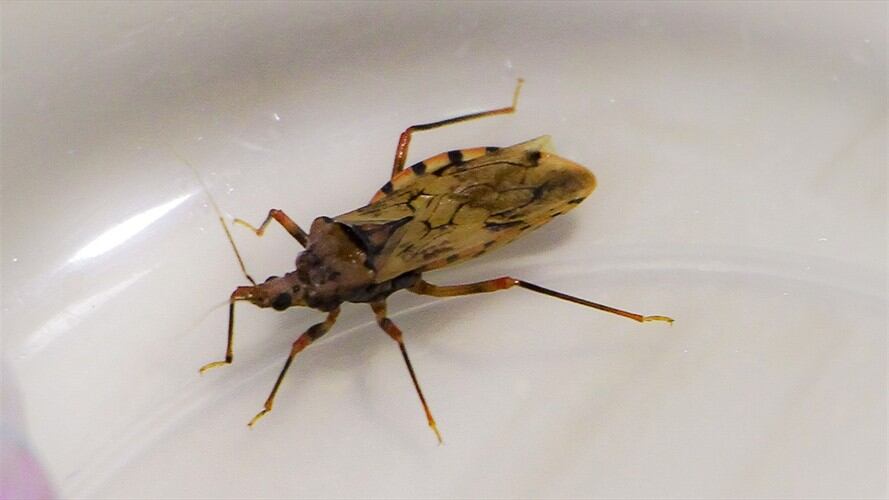 Fallecieron en Cúcuta dos niños venezolanos por la enfermedad de Chagas. Foto: Colprensa