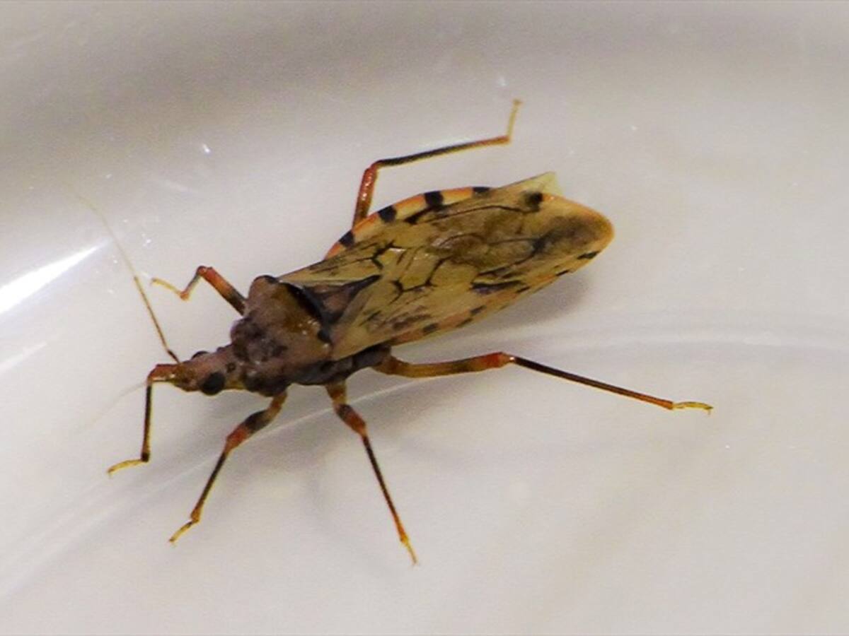 Fallecieron en Cúcuta dos niños venezolanos por la enfermedad de Chagas
