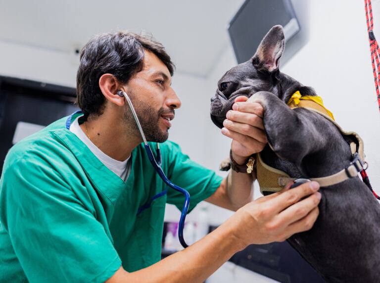 Perro siendo atendido por un profesional veterinario (Getty Images)