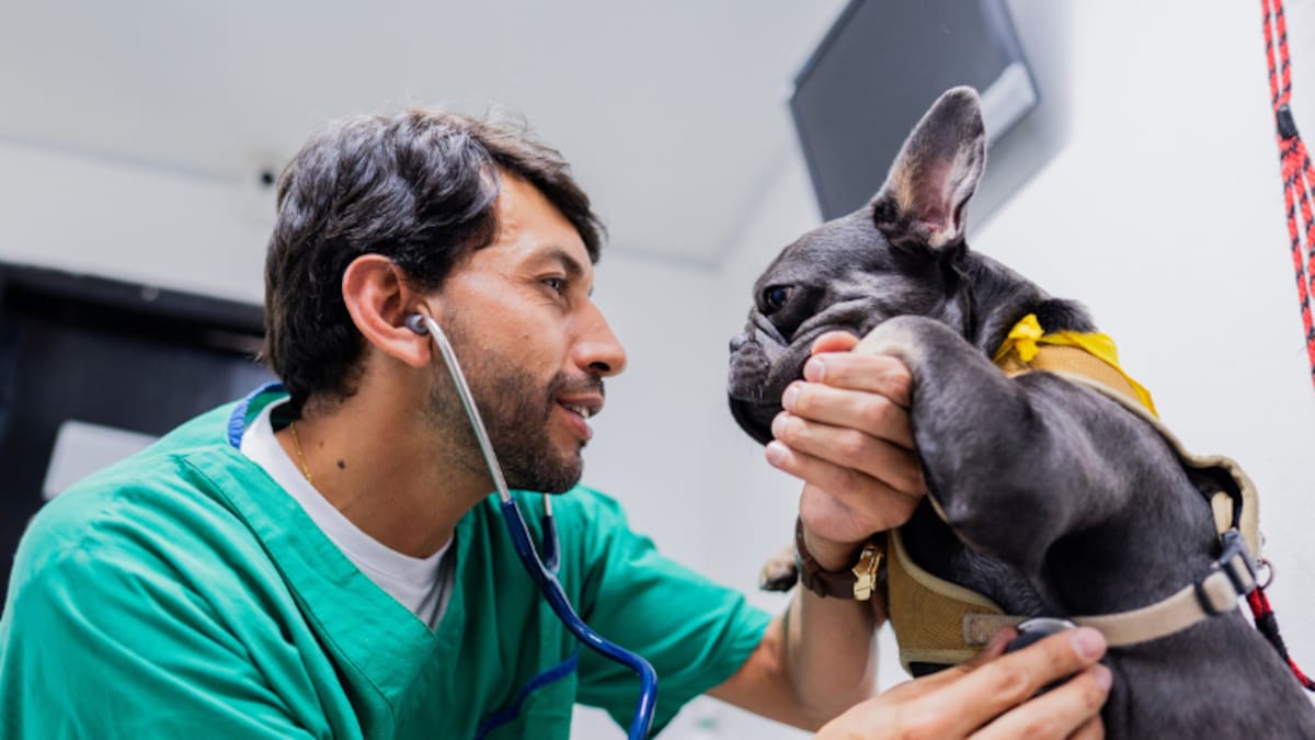 Veterinarios y zootecnistas no están obligados a invocar a Dios en su juramento: Corte tumba expresión