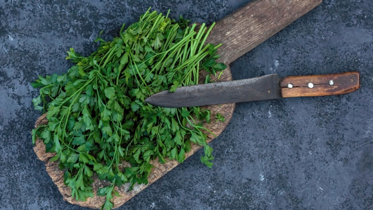 Trucos para conservar por más tiempo el cilantro, según expertos