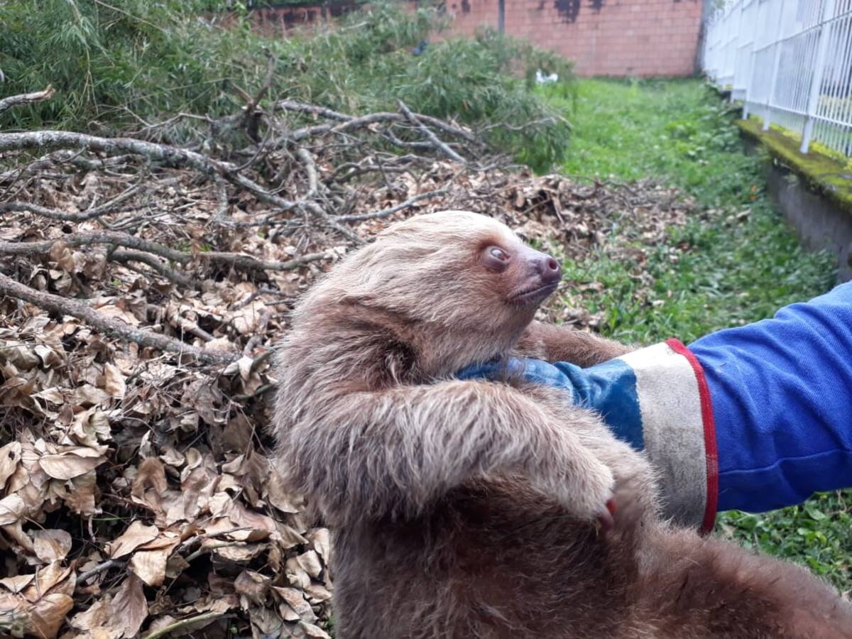 Mujer tendrá que pagar cinco años de prisión por muerte de un oso perezoso en Risaralda