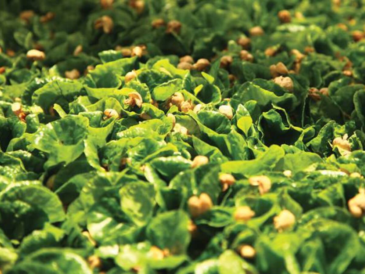 Lucha contra la roya avanza por buen camino: Fedecafé