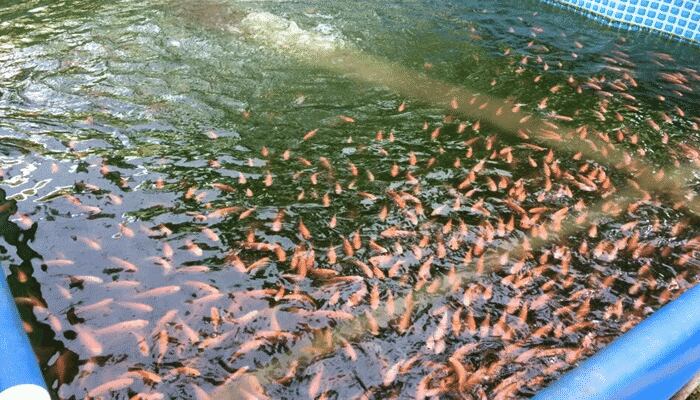 De acuerdo con los productores, la situación los llevaría a cerrar sus puertas.