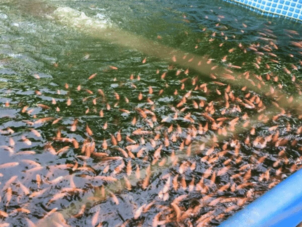 Precio del dólar impacta producción piscícola en el Huila