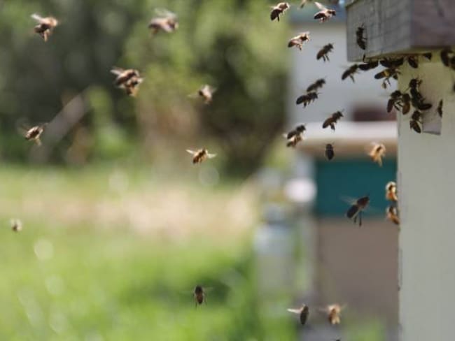 Ataque de abejas acabó con la vida de un universitario y dejó a otro herido en Boyacá