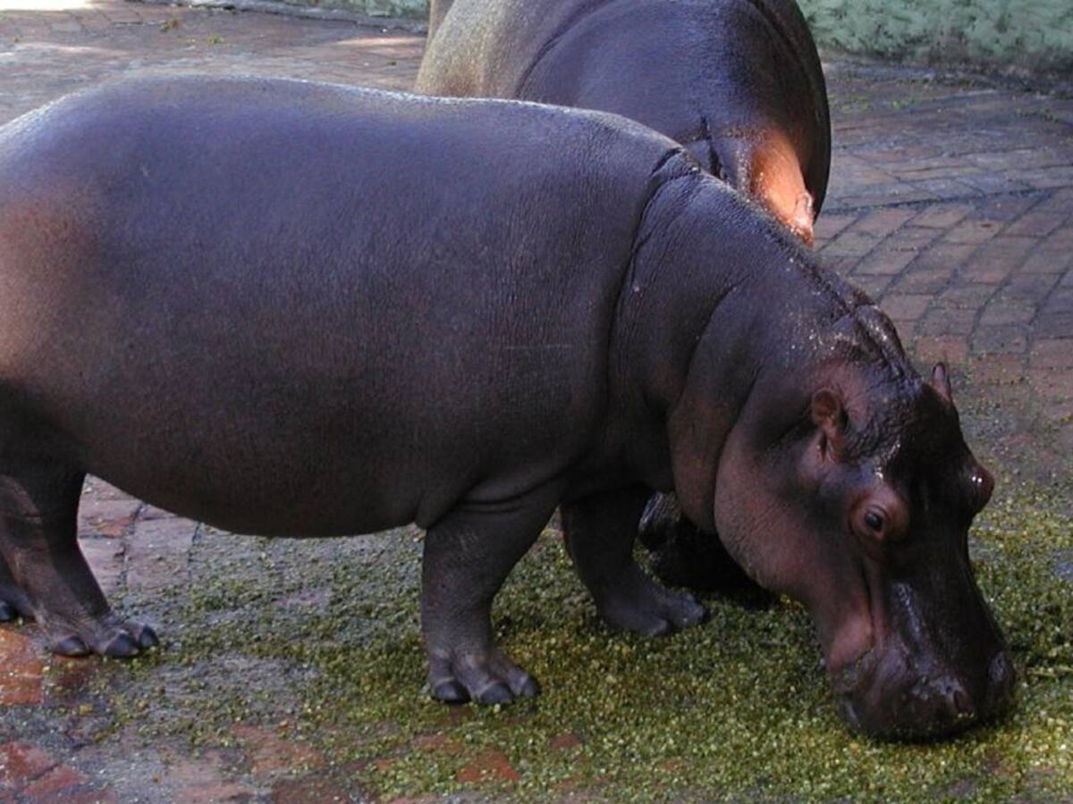 La esterilización, alternativa para los hipopótamos de Pablo Escobar
